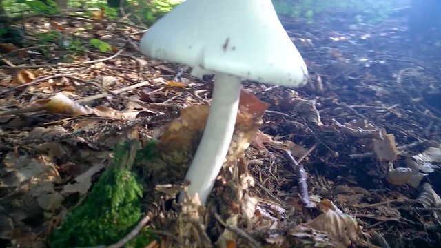 A highly poisonous mushroom called Bertill grows on the forest floor ground on a warm bright sunny day.
