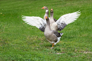 excited domestic geese in the green grass in the pasture, copy space