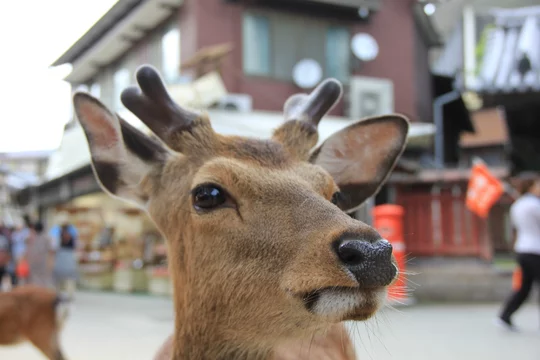 角のある鹿の顔 広島県 Stock 写真 Adobe Stock