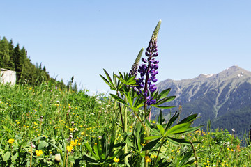 bergblumen