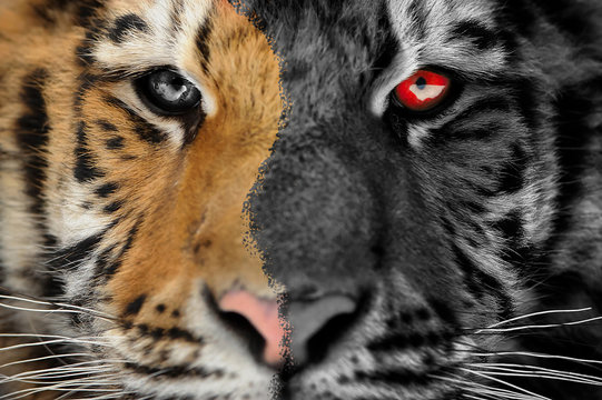 Tiger Scary Horror Portrait. Halloween Or Ghost Style