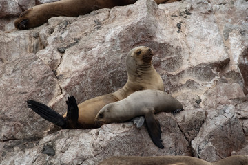 Obraz premium Seals on the rock