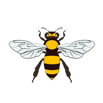 Honey bees vector illustration