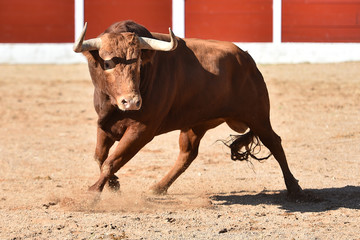 spanish fighting bull