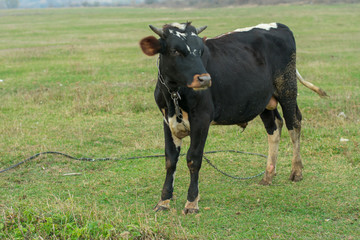 Black and white cow in a meadow with green grass