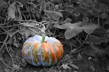 Pumpkins in the garden stock images. Beautiful autumn decoration with pumpkins. Halloween pumpkin decoration in the garden. Orange gourd on a black and white background