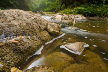 stream in the forest