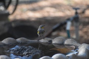 Yellow-rumped Warbler on birdbath