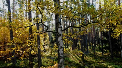 Birke Herbst Gelb