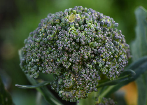Macro of broccoli