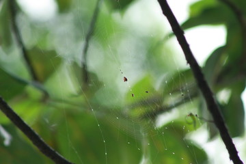 Tela de araña