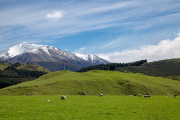 Fototapeta na wymiar Sheep graze in a rural area with scenic rolling hills and snowy mountains in Canterbury, New Zealand