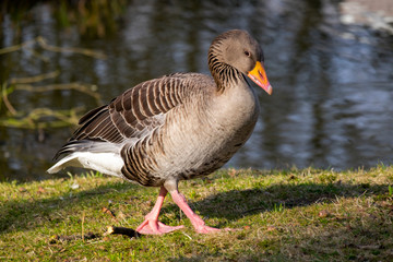 Graugans (Anser anser)