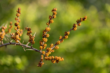 Sanddorn (Hippophae rhamnoides), Blütenknospen