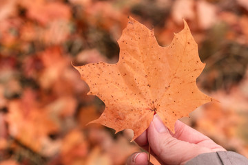 Maple leaf in hand, autumn background.