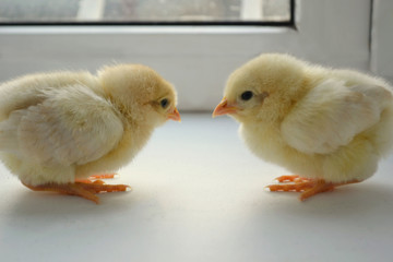 two chicks