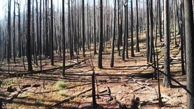 Aerial shot flying through burned trees after massive wildfire.
