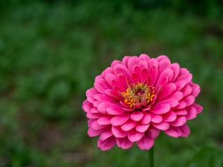 Obraz premium Orange Dahlia in Bloom