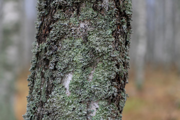 bark