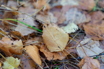 leaf