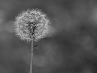 Ara&ntilde;a en flor de diente de le&oacute;n