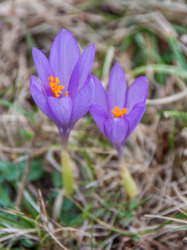 Pareja de preciosas flores de Azafr&aacute;n silvestre