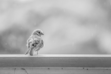 Black and White Textures in Fluffy Bird on Rainy Day Sitting on Railing
