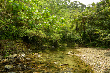 stream in forest
