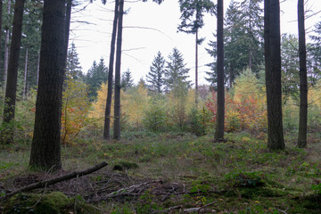 Fototapeta premium Wald