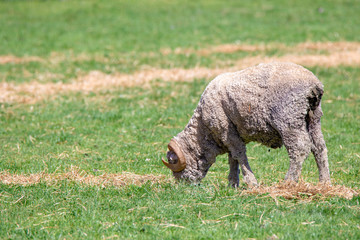 A merino ram with curly horns eats supplementary feed in a field in Canterbury, New Zealand
