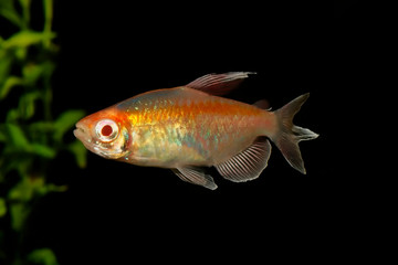 Portrait of aquarium fish - Congo tetra (Phenacogrammus interruptus) on black background