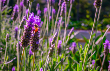 Abeja y lavanda