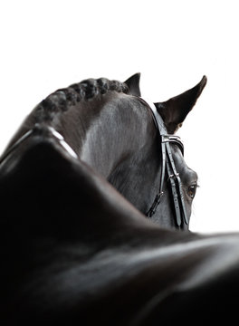Equine portrait black horse