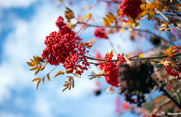 Berries on mountain ash tree with disease