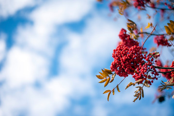 Berries on mountain ash tree