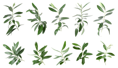Set with green olive twigs and leaves on white background