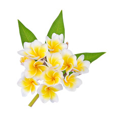 Frangipani flower on white background.
