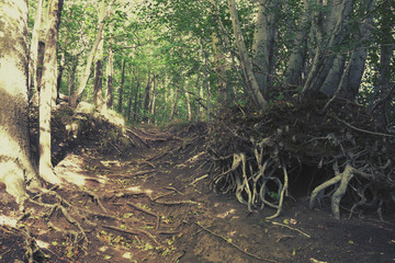 Ground Beech Woods With Bare Roots On Hiking Trail