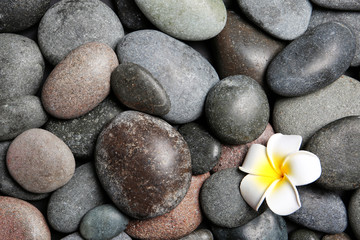 Fototapeta na wymiar Composition with spa stones and beautiful flower as background, top view