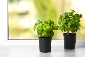 Fresh green basil in pots on window sill - Powered by Adobe