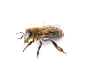 Beautiful honeybee on white background. Domesticated insect