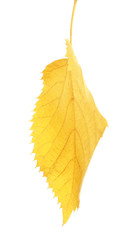 Beautiful autumn leaf on white background. Fall foliage