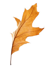 Beautiful autumn leaf on white background. Fall foliage