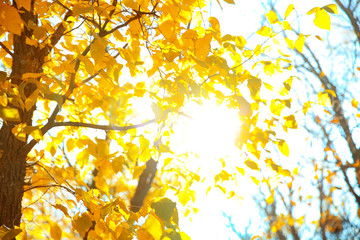 Tree in park, focus on sunlit autumn leaves