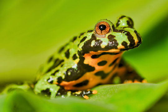 Frog Oriental fire-bellied toad (Bombina orientalis) sitting on green leaf