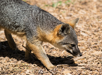 Island Fox