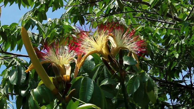 Handheld shot of a fully bloomed Surinam Cherry or Pitanga flower, swaying with the wind.