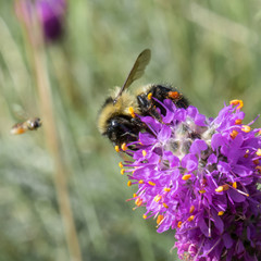 Bee on Wildflower with Friend