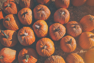 Pumpkins as seen from above, arranged for sale before Halloween at a rural farm.