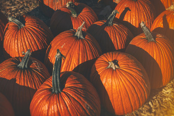 Halloween Pumpkins for sale at a rural country farm.